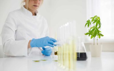 Third Party Certifications: How Safe is your CBD Product?