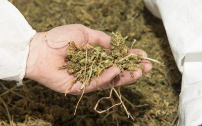 How to Calculate Your Hemp Biomass Yield
