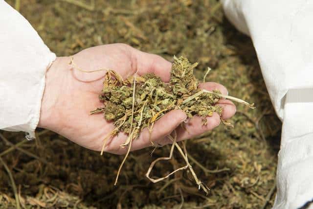 How to Calculate Your Hemp Biomass Yield