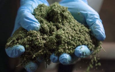 Why Hemp Bucking is Key for Efficient CBD Extraction