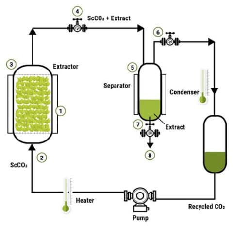 CBD Extraction | How To Extract CBD | Extraction Methods On CBD Oil