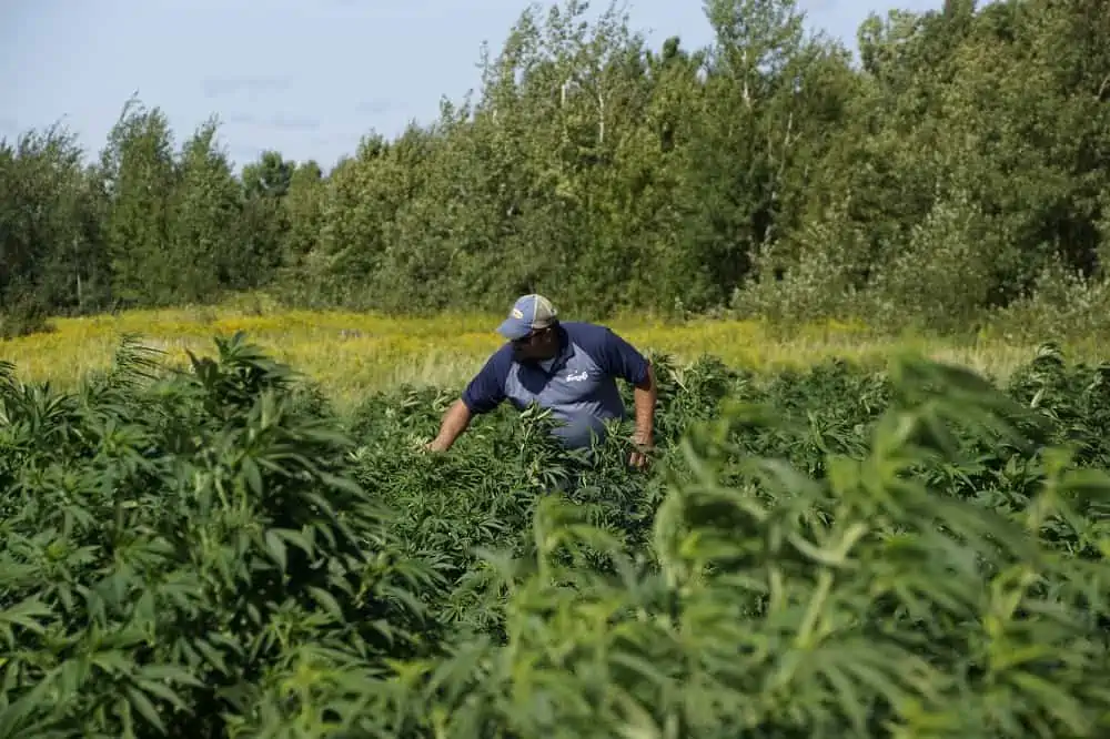 harvesting cannabis