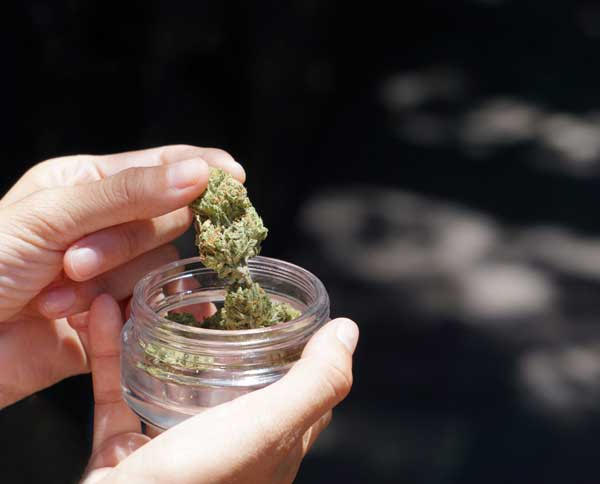 cured cannabis in a jar