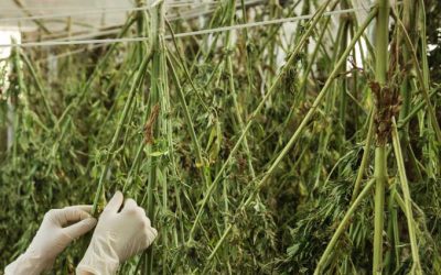 Curing Cannabis: A Step-by-Step Guide to Perfection