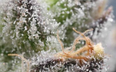 The Beauty of Trichomes: Exploring Nature’s Tiny Wonders